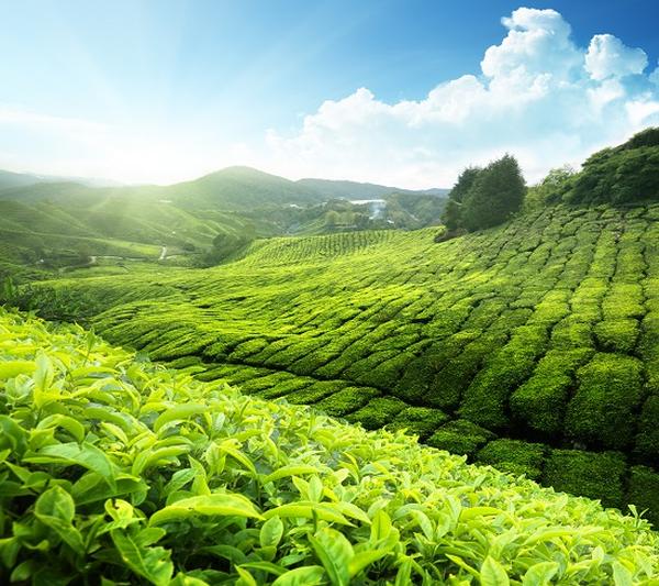 plantacje herbaty