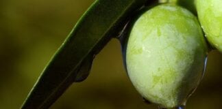 Jakie działanie na organizm ma liść oliwny i jak go przyjmować?