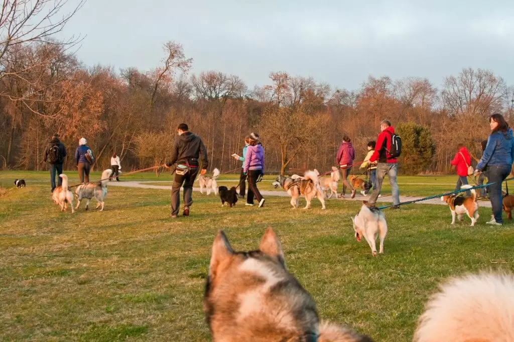Dogtrekking – czyli dobry sposób na aktywność ruchową twoją i twojego psa