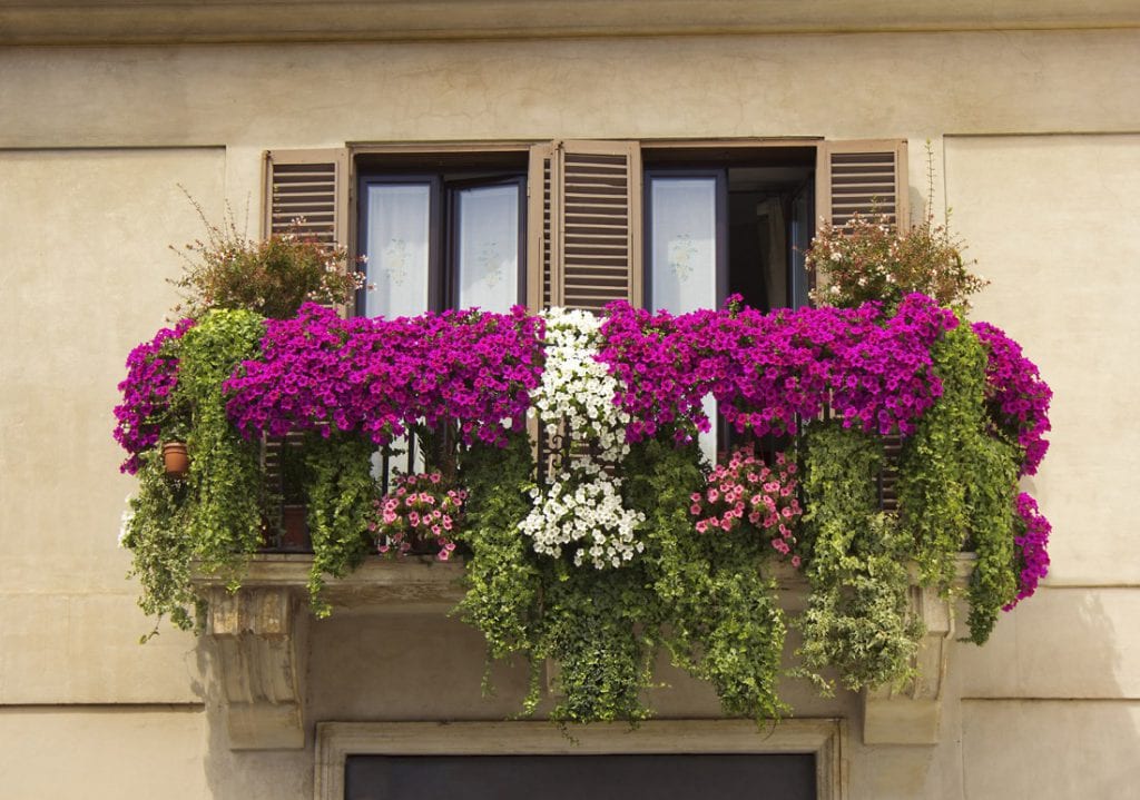 Jak urządzić balkon? Najlepsze kwiaty dla Twojego balkonu