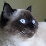 kot pluszowy pupilek 2