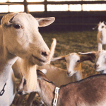 Dlaczego warto jeść produkty z koziego mleka?