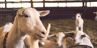 Dlaczego warto jeść produkty z koziego mleka?