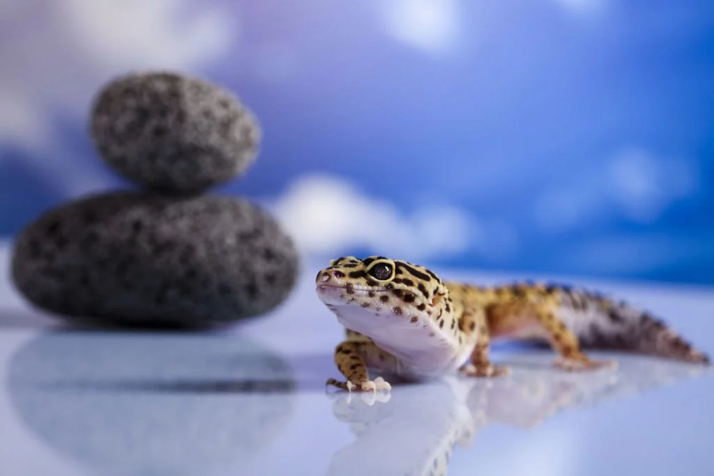 Zwierzę egzotyczne - nietypowy przyjaciel