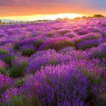 balaton 2 tihany lavender field