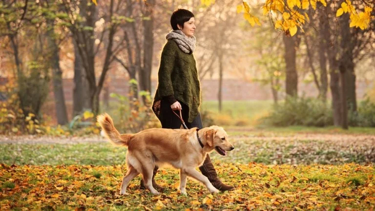 Ile kosztuje wyprowadzanie psa?
