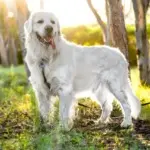 Karma Superior Care White Dogs – czy rzeczywiście daje rezultaty? Sprawdzamy