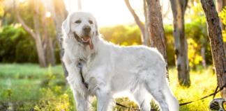 Karma Superior Care White Dogs – czy rzeczywiście daje rezultaty? Sprawdzamy