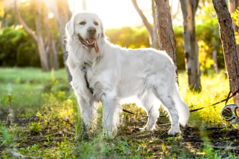 Karma Superior Care White Dogs – czy rzeczywiście daje rezultaty? Sprawdzamy