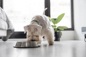 Bezzbożowa karma dla psów – dlaczego warto wprowadzić ją do diety czworonoga?