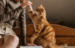 Dlaczego kot sika poza kuwetą? Przyczyny i możliwe rozwiązania