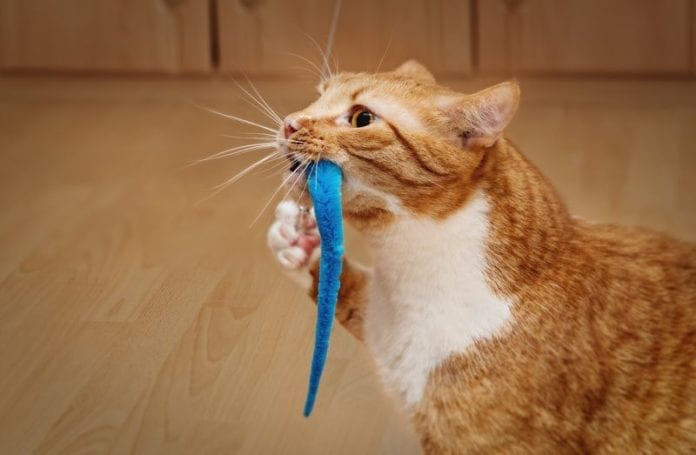 Zabawki dla kota – poradnik dla właścicieli